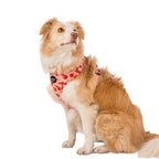 Summer Prawns: Adjustable Harness