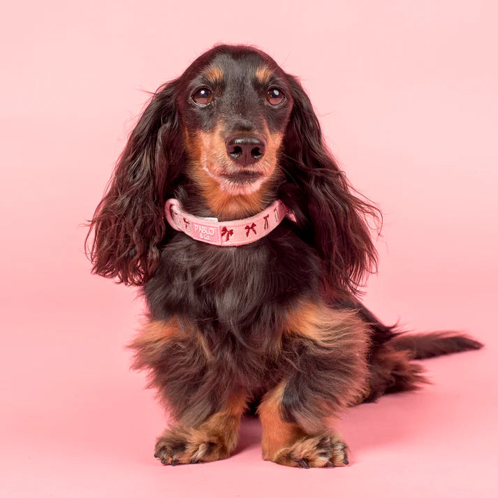 Velvet Blush Bows: Collar