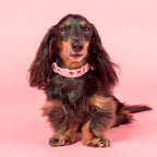 Velvet Blush Bows: Collar