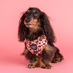 Rodeo: Adjustable Harness