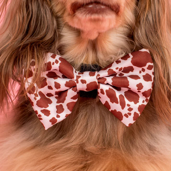 Rodeo : Bow Tie