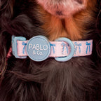 Baby Blue Bows: Collar
