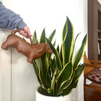 Sausage dog : Arrosoir