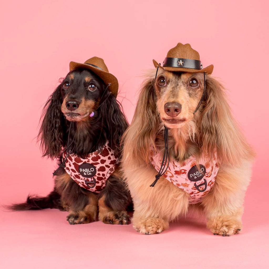 Chapeau cow-boy pour chien