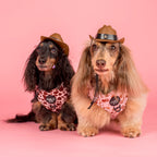 Chapeau cow-boy pour chien