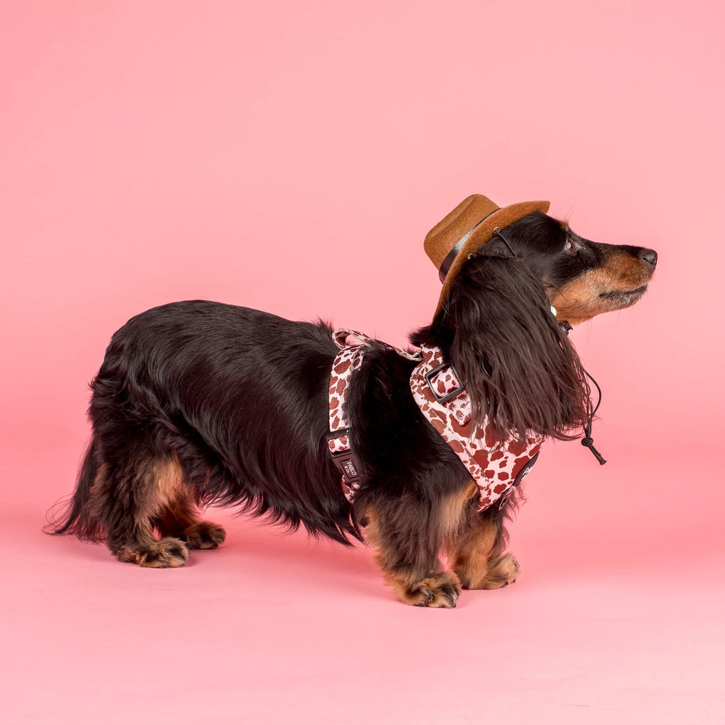 Chapeau cow-boy pour chien