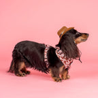 Chapeau cow-boy pour chien