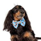 Dachshund: Bow Tie