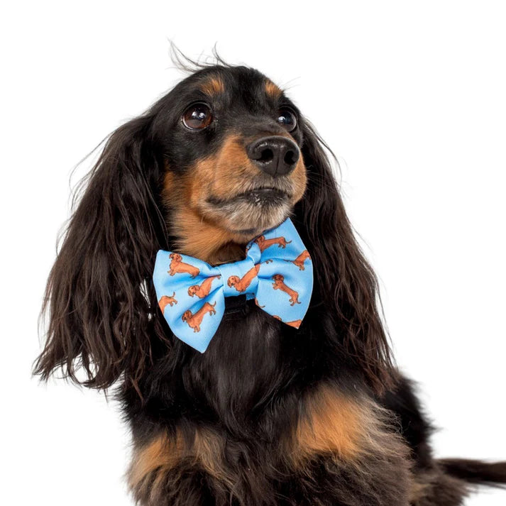 Dachshund: Bow Tie