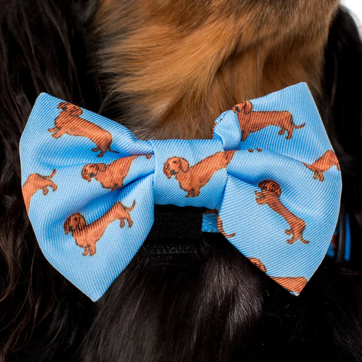 Dachshund: Bow Tie