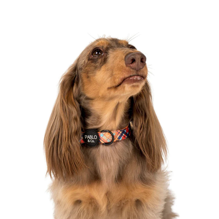 Tartan : Collar